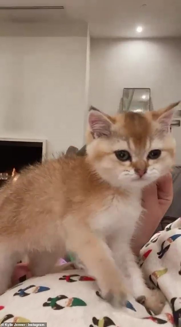 'Could be for the kitten we saw on Kylie’s post or the bunnies that [Travis’] daughter has. Idk, my kid bottle feeds his small animals for fun,' one user wrote